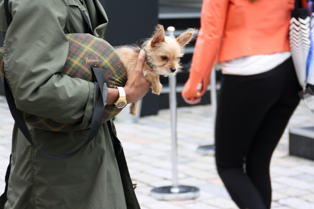 London Fashion week S/S 2014 Bunnipunch