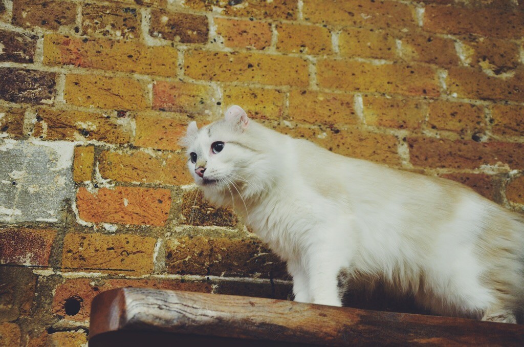 London Cat village